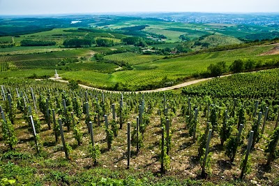 Photos of Gr&oacute;f Buttler Wine Company.