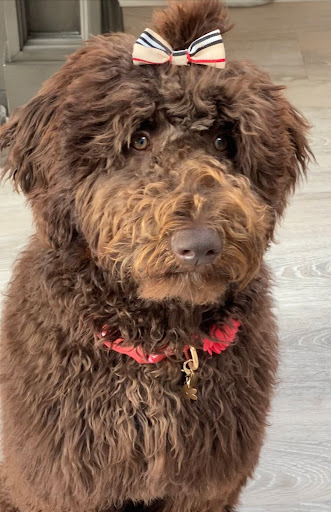 Pet Supply Store «PetSmart», reviews and photos, 467 Cross Keys Rd, Sicklerville, NJ 08081, USA