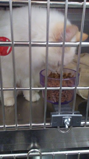 Pet Supply Store «PetSmart», reviews and photos, 5285 Wadsworth Bypass, Arvada, CO 80002, USA