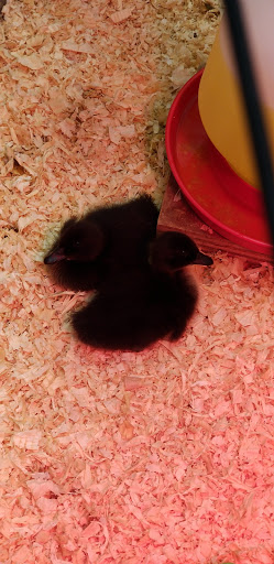 Animal Feed Store «Wilco Farm Store», reviews and photos, 1905 NE Four Acre Pl, Corvallis, OR 97330, USA