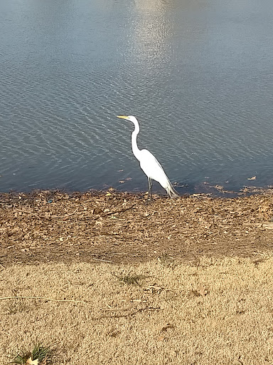 Park «Richard Greene Linear Park», reviews and photos, 1601 E Randol Mill Rd, Arlington, TX 76011, USA