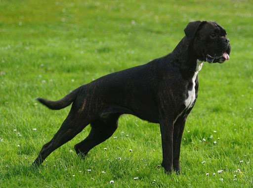 Dipl.Med.Vet. Michael Bredow veterinarian unter Jacobsdorf, 