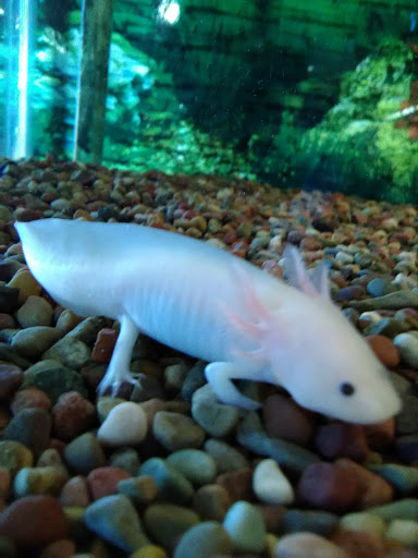 Pet Store «A to Z Pets», reviews and photos, 16010 SE Division St, Portland, OR 97236, USA