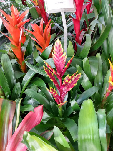 Park «Donnelly Park», reviews and photos, 530 N Donnelly St, Mt Dora, FL 32757, USA