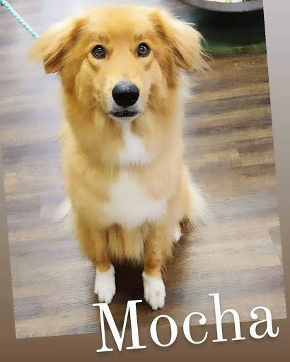 Pet Store «Firehouse Pet Shop & Grooming», reviews and photos, 17 S Wenatchee Ave, Wenatchee, WA 98801, USA