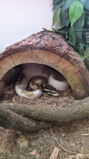 Pet Supply Store «Pet Supplies Plus», reviews and photos, 7041 Barker Cypress Rd, Cypress, TX 77433, USA