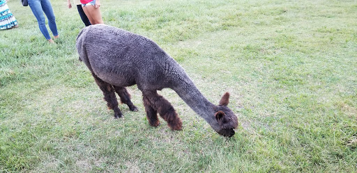 Boutique «Alpacas of the Heartland LLC», reviews and photos, 7016 County Rd 39, Fort Calhoun, NE 68023, USA