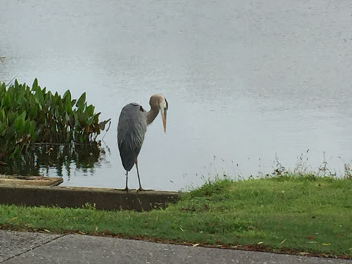 Golf Club «Tara Golf & Country Club», reviews and photos, 6602 Drewrys Bluff, Bradenton, FL 34203, USA