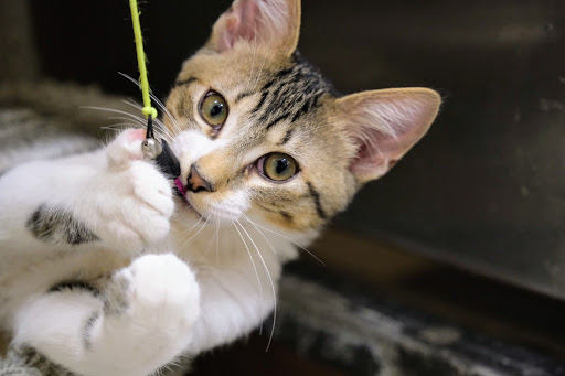 Pet Supply Store «PetSmart», reviews and photos, 1034 N El Camino Real, Encinitas, CA 92024, USA