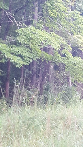 Hiking Area «Gold Branch Trail», reviews and photos, 6156 Lower Roswell Rd, Marietta, GA 30068, USA