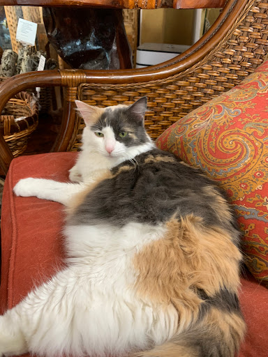 Book Store «Phoenix & Dragon Bookstore», reviews and photos, 5531 Roswell Rd NE, Sandy Springs, GA 30342, USA