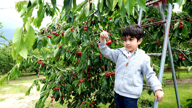 Comments and reviews of Cheeki Cherries, PYO Orchard