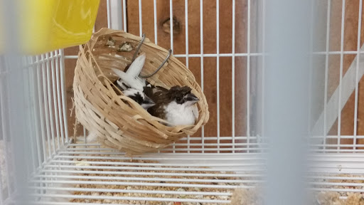 Pet Supply Store «Kahoots Feed & Pet Supplies», reviews and photos, 41711 Ivy St, Murrieta, CA 92562, USA