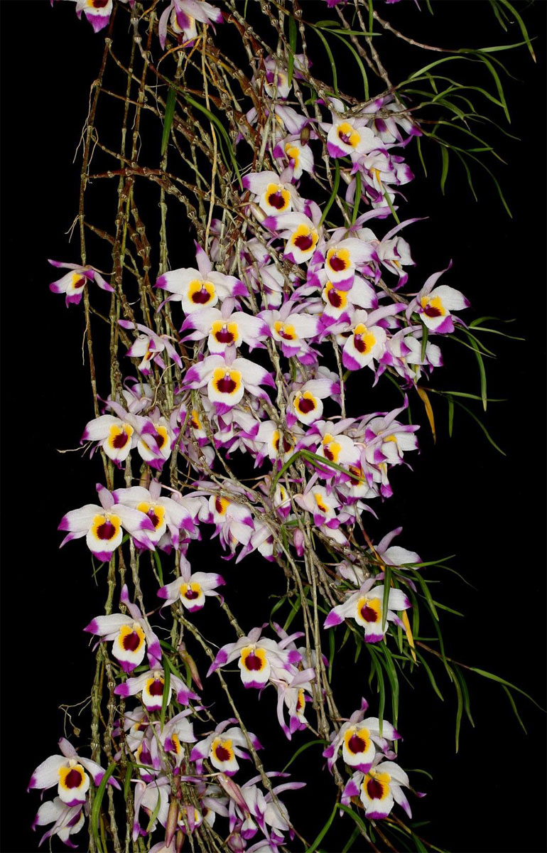 Vườn Lan - Orchid Garden