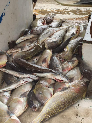 Seafood Market «Seven Seas Seafood Market», reviews and photos, 3476 US-17 BUS, Murrells Inlet, SC 29576, USA