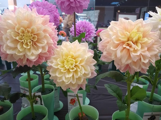 Shopping Mall «Orchard Mall Shopping Center», reviews and photos, 6337 Orchard Lake Rd, West Bloomfield Township, MI 48322, USA