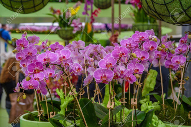 Opiniones de Regala Orquídeas Chile en Pudahuel - Floristería