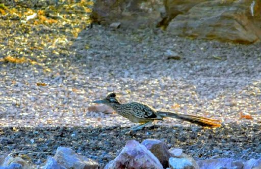 Park «Zanjero Park», reviews and photos, 3785 S Lindsay Rd, Gilbert, AZ 85297, USA