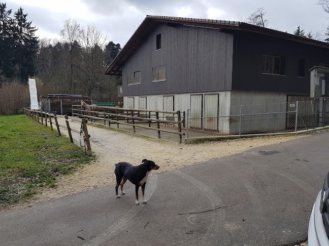 Rezensionen über Pony-Hof Reinach BL in Reinach - Reisebüro