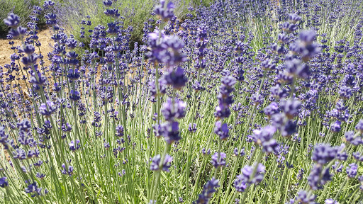 Farm «Oregon Lavender Farm», reviews and photos, 20949 S Harris Rd, Oregon City, OR 97045, USA
