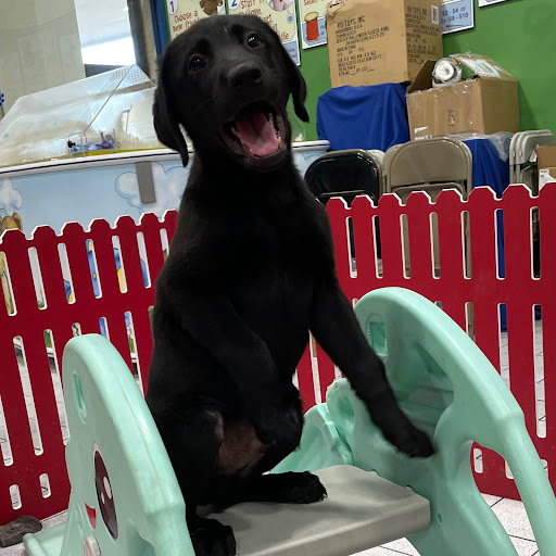 Pet Store «The Family Puppy of Oakland Mall», reviews and photos, 528 W 14 Mile Rd, Troy, MI 48083, USA