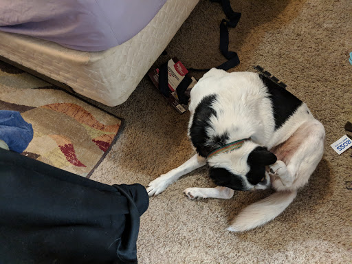 Pet Supply Store «PetSmart», reviews and photos, 1013 W University Ave, Georgetown, TX 78628, USA