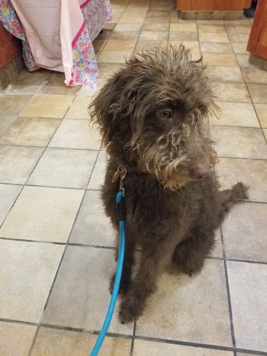 Pet Supply Store «PetSmart», reviews and photos, 3995 Welsh Rd, Willow Grove, PA 19090, USA