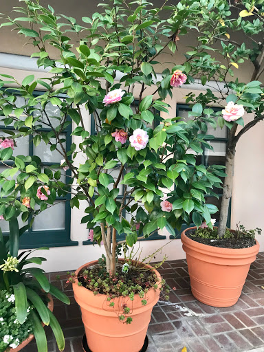 Coffee Shop «Blue Bottle Coffee», reviews and photos, 456 University Ave, Palo Alto, CA 94301, USA