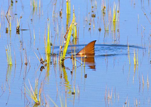 Outdoor Sports Store «Southern Drawl Outfitters», reviews and photos, 1533 Fording Island Rd, Hilton Head Island, SC 29926, USA