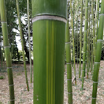 Photo n° 7 de l'avis de Sand. fait le 21/03/2022 à 16:30 pour Bambous en Provence à Eyragues