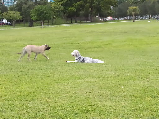 Park «Museum Park», reviews and photos, 1075 Biscayne Blvd, Miami, FL 33132, USA