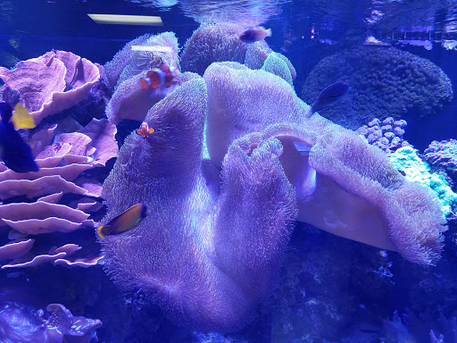 Tropical Fish Store «Blue Reef Aquatics», reviews and photos, 5960 Losee Rd, North Las Vegas, NV 89081, USA