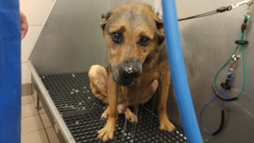 Pet Supply Store «Pet Supplies Plus», reviews and photos, 6101 Stellhorn Rd, Fort Wayne, IN 46815, USA