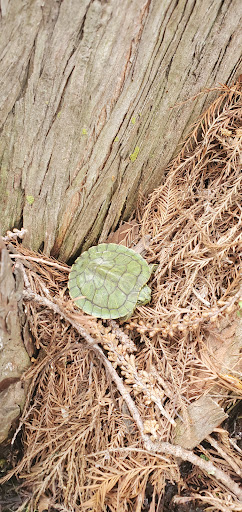 Tourist Attraction «Leonhardt Lagoon Nature Walk», reviews and photos, 1121 1st Ave, Dallas, TX 75210, USA