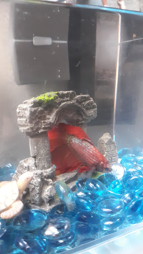 Pet Supply Store «Petco Animal Supplies», reviews and photos, 1311 E Army Post Rd, Des Moines, IA 50315, USA