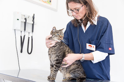 Clinique Vétérinaire de la Boulais à Cesson-Sévigné