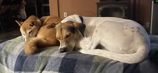 All Animal Veterinary Services