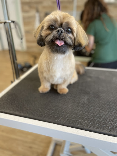 Good Dog Grooming