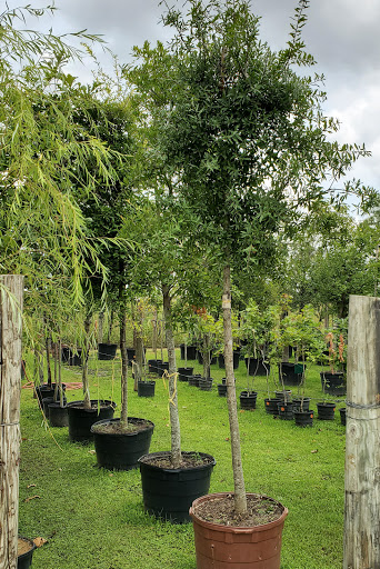 Plant Nursery «HOUSTON PLANTS & GARDEN WORLD», reviews and photos, 16726 North Fwy, Houston, TX 77090, USA