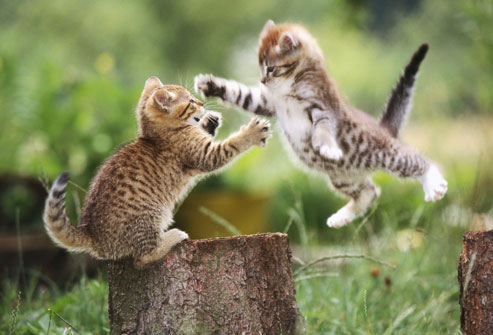 1191 Ken Pratt Blvd, Longmont, CO 80501, USA