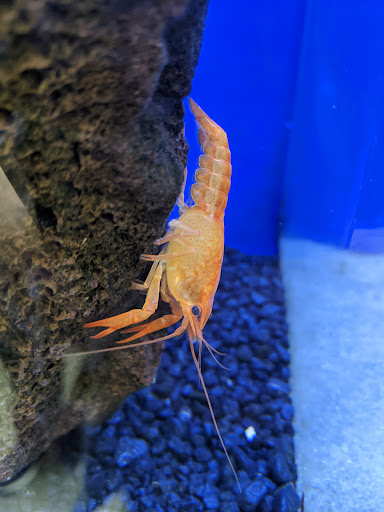 Pet Supply Store «IncrediPet», reviews and photos, 306 Southland Dr, Lexington, KY 40503, USA