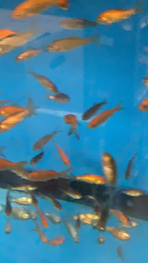 Pet Supply Store «Petco Animal Supplies», reviews and photos, 25451 Horace Harding Expy, Little Neck, NY 11362, USA