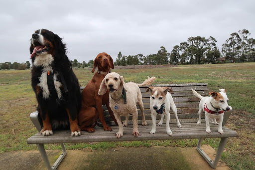 Dog Walkers Melbourne