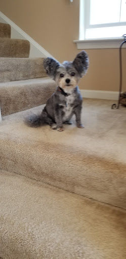 Pet Supply Store «PetSmart», reviews and photos, 144 Retail Commons Pkwy, Martinsburg, WV 25403, USA