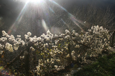 Terre et Ciel Pompes Funèbres Marbrerie à Marly-le-Roi