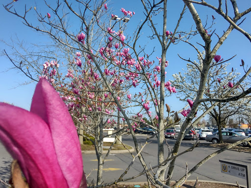 Credit Union «Unitus Community Credit Union», reviews and photos