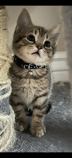 Pet Store «Pet Planet Ridgeview», reviews and photos, 2910 N Power Rd #103, Mesa, AZ 85215, USA