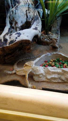 Pet Supply Store «PetSmart», reviews and photos, 860 NE Mall Blvd, Hurst, TX 76053, USA