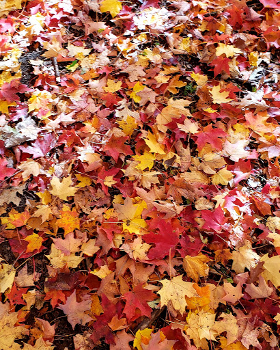 Golf Course «Edgebrook Golf Course», reviews and photos, 6100 N Central Ave, Chicago, IL 60646, USA