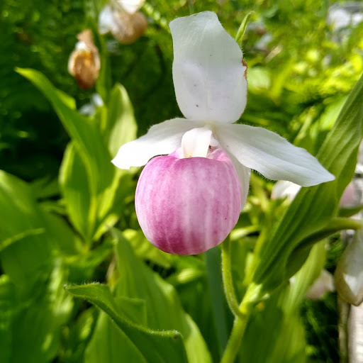 Nature Preserve «Eshqua Bog Natural Area», reviews and photos, Garvin Hill Rd, Woodstock, VT 05091, USA